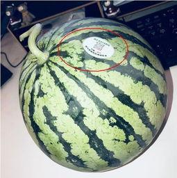 网红吃瓜吃啥,揭秘网红们钟爱的美食清单