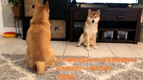 初犬2在线观看,热血追踪，再战巅峰