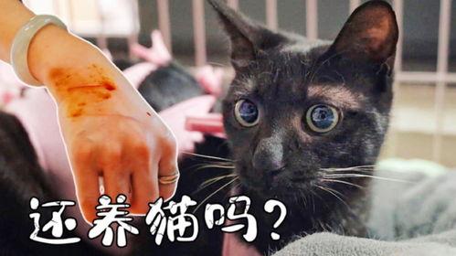 黑猫2在线观看,暗影重生——在线惊悚悬疑之旅