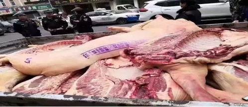 猪瘟最新爆料视频播放,视频揭示疫情真相与防控措施