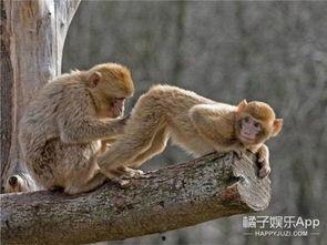 爆料小猴子的视频播放,揭秘小猴子视频播放背后的火爆现象