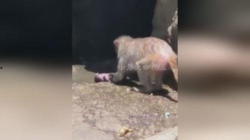 爆料小猴子的视频播放,揭秘小猴子视频播放背后的火爆现象