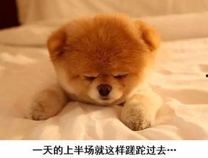超萌狗狗爆料视频,揭秘萌宠日常趣事