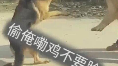 超萌狗狗爆料视频,揭秘萌宠日常趣事