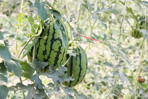 徽县吃瓜网红是谁,揭秘当地网络红人的魅力与影响力”