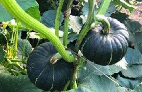 徽县吃瓜网红是谁,揭秘当地网络红人的魅力与影响力”