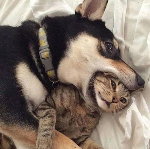 主播二哈被爆料了吗视频,真相与争议