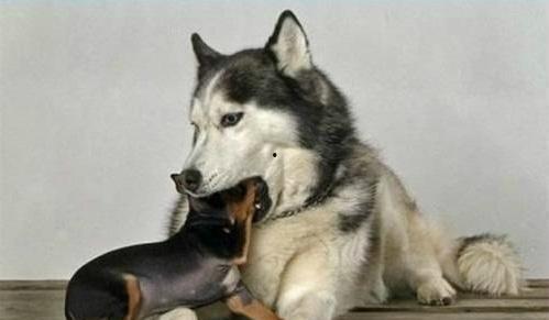 主播二哈被爆料了吗视频,真相与争议