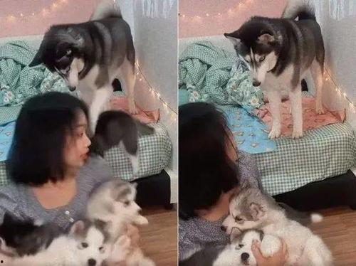 主播二哈被爆料了吗视频,真相与争议