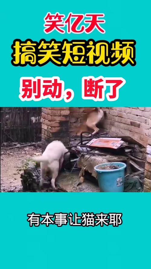 公司搞笑爆料视频大全集,欢乐瞬间尽收眼底