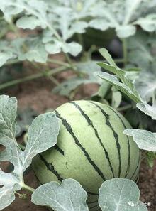 邳州网红吃瓜,揭秘网络红人的幕后故事